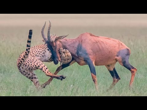 tiger hunting hartebeest 4k ultra HD video ANIMAL BB