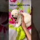 #washroom #breaks #dog #furbabies #doglover #cute #puppylove #cutestpuppy cutest #puppy #video ever