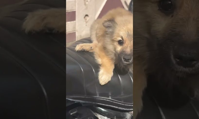 we rescue 😊 a cute puppy dog 🐕!! #youtube #streetdogpluto #viral !!#streetdog #shorts