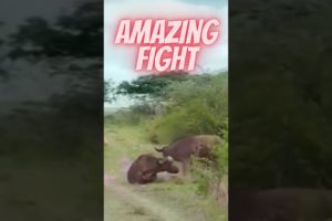 wild animal fights #shorts #shortvideo #viral