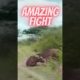 wild animal fights #shorts #shortvideo #viral