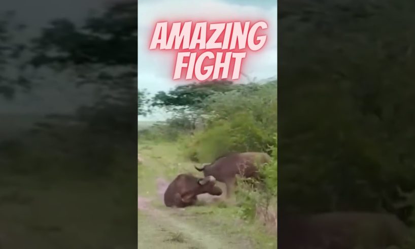 wild animal fights #shorts #shortvideo #viral