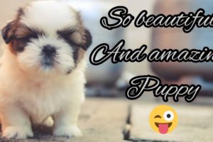 world 🌍 Cutest puppy ||||🥰👍#shortvideo