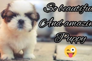 world 🌍 Cutest puppy ||||🥰👍#shortvideo