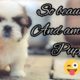 world 🌍 Cutest puppy ||||🥰👍#shortvideo