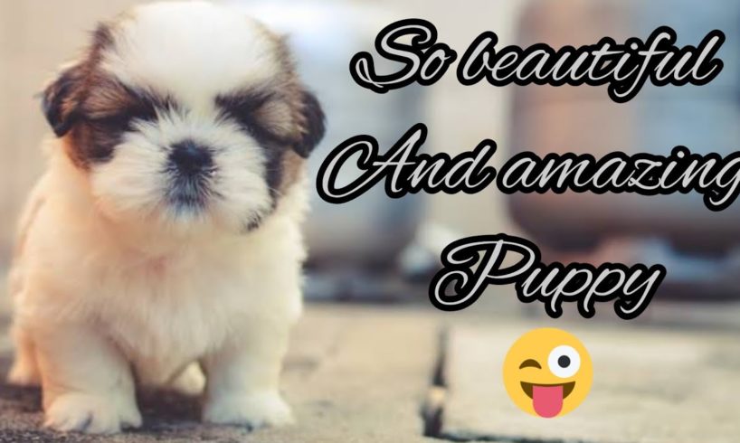 world 🌍 Cutest puppy ||||🥰👍#shortvideo