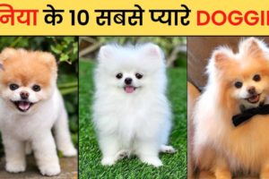 ❤️😍 दुनिया के 10 सबसे cute dogs | Top 10 Cute Dogs in the world(हिंदी  में)2023 ❤️  #cuteanimals