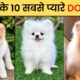 ❤️😍 दुनिया के 10 सबसे cute dogs | Top 10 Cute Dogs in the world(हिंदी  में)2023 ❤️  #cuteanimals