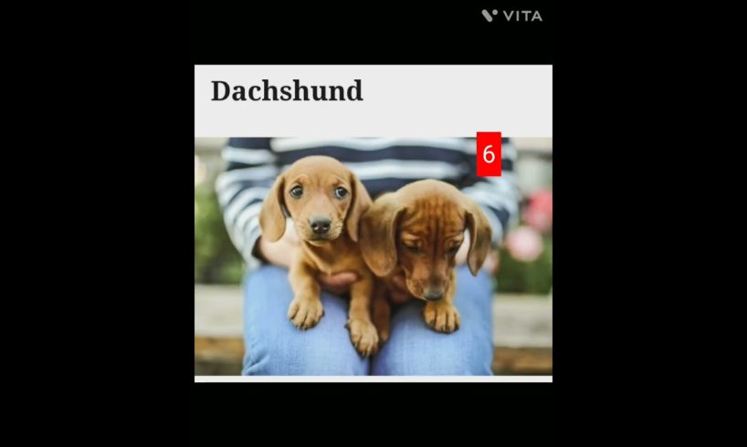 10 dog breeds that have the cutest puppies| images taken from daily paws.com | sanidhya and Ridvisha