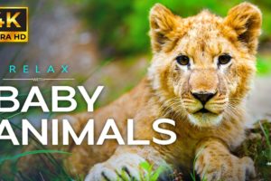 11 Hours of Baby Animals Live Stream | Relax, Sleep with ambient piano music and cute baby animals.