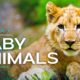 11 Hours of Baby Animals Live Stream | Relax, Sleep with ambient piano music and cute baby animals.