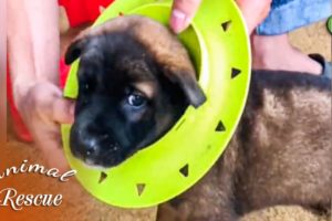 12  Animal Rescue Videos Touching Moments When Animals Asked People for Help