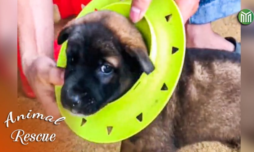12  Animal Rescue Videos Touching Moments When Animals Asked People for Help
