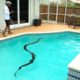 15 Foot MONSTER Stuck in POOL DRAIN!