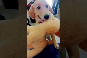 cutest puppy,  puppy,Labrador puppy,,golden retriever puppies,cute puppies,puppy love