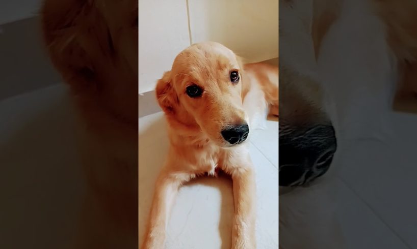 cutest puppy,  puppy,Labrador puppy,,golden retriever puppies,cute puppies,puppy love