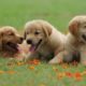 Cute baby animals Videos Compilation cutest moment of the animals Cutest Puppies