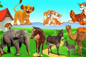 Animal Videos Funny | Animal Fight Videos | Wild Animals | Pet Animals #33