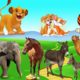 Animal Videos Funny | Animal Fight Videos | Wild Animals | Pet Animals #33