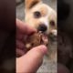 Cute baby animals Videos Compilation cutest moment of the animals - Cutest Puppies