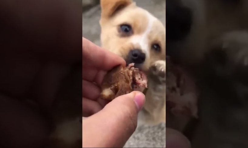 Cute baby animals Videos Compilation cutest moment of the animals - Cutest Puppies