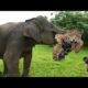 Unbelievable Animal Fights: Don't Miss the MostAmazing Moments of 2023!wild animal life animal fight