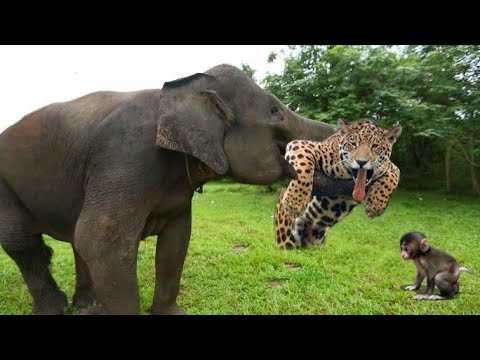 Unbelievable Animal Fights: Don't Miss the MostAmazing Moments of 2023!wild animal life animal fight