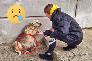 21 Animal Rescue Videos That They Asked People for Help Faith In Humanity Restored #2