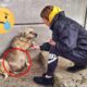 21 Animal Rescue Videos That They Asked People for Help Faith In Humanity Restored #2