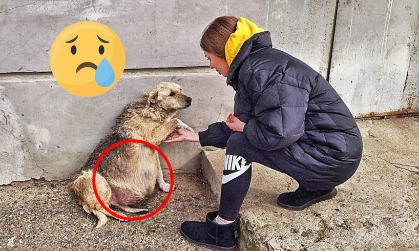 21 Animal Rescue Videos That They Asked People for Help Faith In Humanity Restored #2