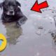 38 Animal Rescue Videos Touching Moments When Animals Asked People for Help #3