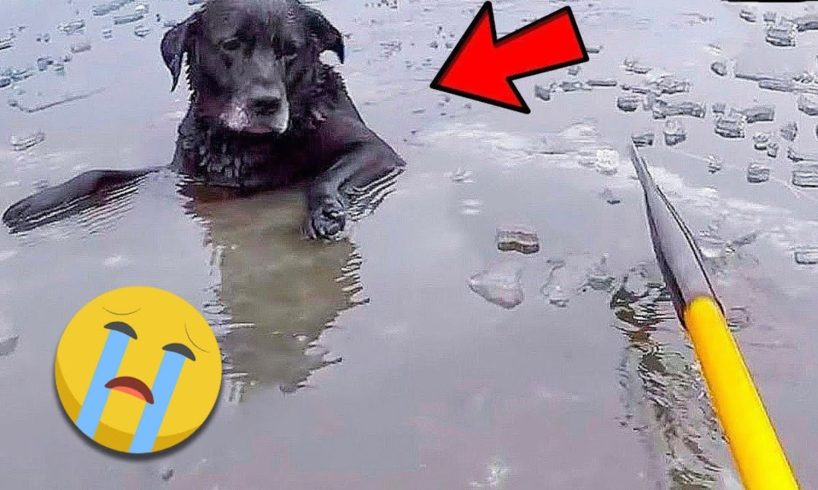 38 Animal Rescue Videos Touching Moments When Animals Asked People for Help #3