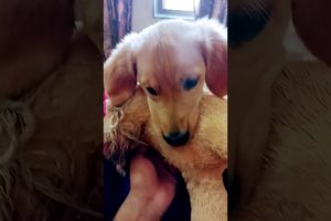 cutest puppy,  puppy,Labrador puppy,,golden retriever puppies,cute puppies,puppy love