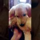 cutest puppy,  puppy,Labrador puppy,,golden retriever puppies,cute puppies,puppy love