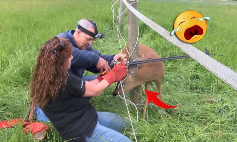 21 Animal Rescue Videos That They Asked People for Help Faith In Humanity Restored