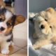 😍Lovely and Cute Puppies that Make you Happy to Watch Every Day🐶| Cutest Puppies