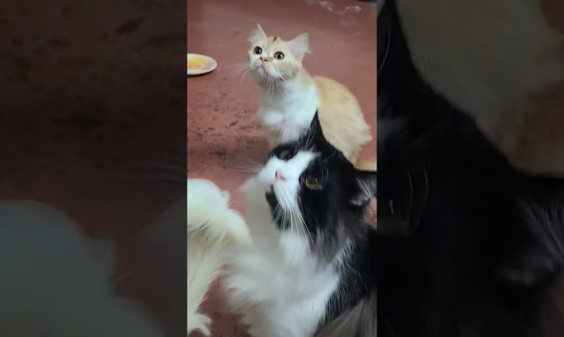 Cat Videos #shorts #kitten #cutecat #cat #Viral #shorts