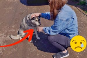 50 Animal Rescue Videos Touching Moments When Animals Asked People for Help #5