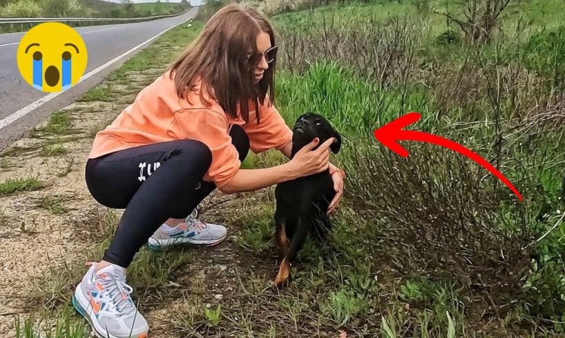 50 Animal Rescue Videos Touching Moments When Animals Asked People for Help #4