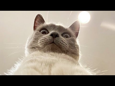 Funny animals - Funny cats / dogs - Funny animal videos 290
