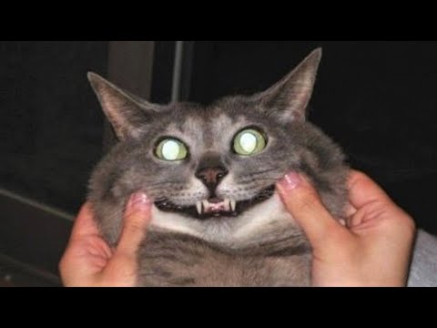 Funny animals - Funny cats / dogs - Funny animal videos / Best videos of April 2023