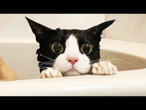 Funny animals - Funny cats / dogs - Funny animal videos 292