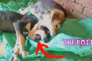 Fighting PuppiesThe ferocious puppies won the victory  #dogs  #puppy   #dogs #dog #cute #shorts21