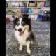 Soo Cute Dogs 😍 Funny Pets Videos 😍❤️ #shorts #dog #pet