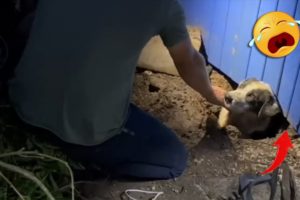 20 Animal Rescue Videos That They Asked People for Help Faith In Humanity Restored #5