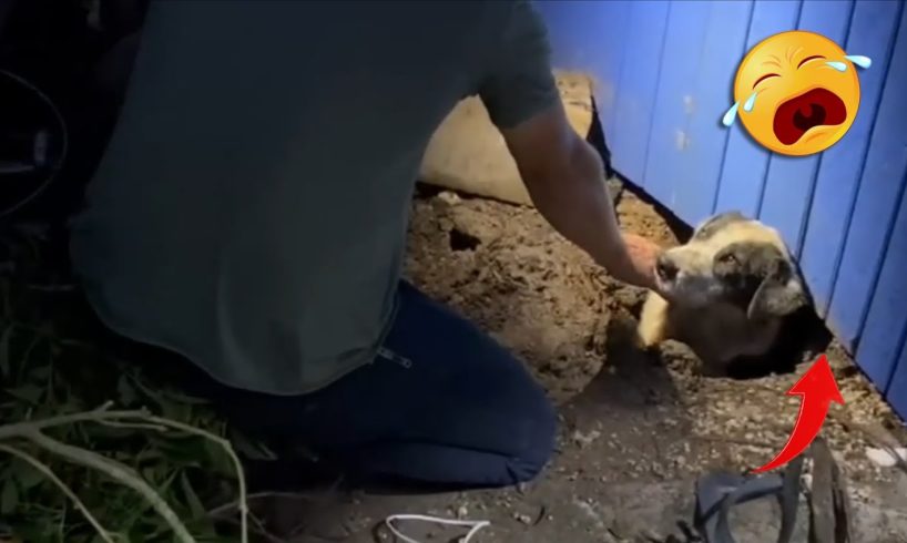 20 Animal Rescue Videos That They Asked People for Help Faith In Humanity Restored #5