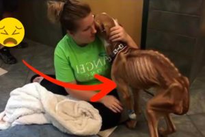 21 Animal Rescue Videos That They Asked People for Help Faith In Humanity Restored #1