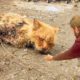 30 Animals That Asked People for Help & Kindness ! - Acts of Kindness