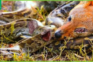 30 Brutal Moments Of Hunting Jackals Fighting Pythons | Animal Fight
