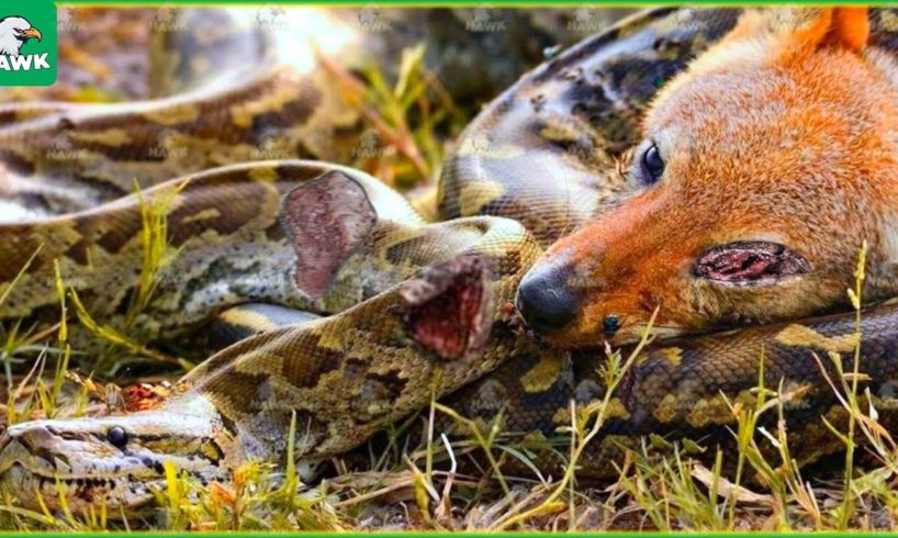 30 Brutal Moments Of Hunting Jackals Fighting Pythons | Animal Fight